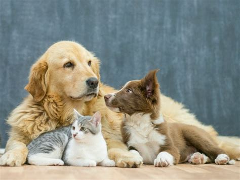 pet sitting services in melbourne.